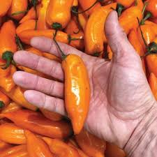 Afbeeldingsresultaat voor aji habanero hot pepper