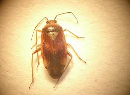 Attēlu rezultāti vaicājumam “Lygus pratensis”