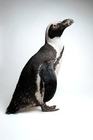 Image result for Spheniscus demersus