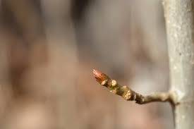 Attēlu rezultāti vaicājumam “Crataegus laevigata bud”