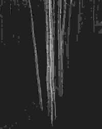 Image result for Ansel Adams Aspens New Mexico