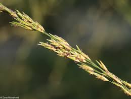Attēlu rezultāti vaicājumam “Molinia caerulea fruit”
