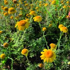 Image result for Färberkamille