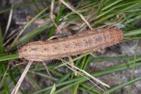 Attēlu rezultāti vaicājumam “Hoplodrina octogenaria”