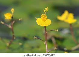 Attēlu rezultāti vaicājumam “Utricularia vulgaris”