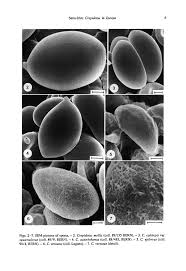 Attēlu rezultāti vaicājumam “Crepidotus versutus”