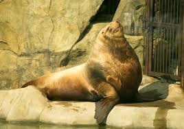 Image result for Eumetopias jubatus