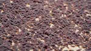 Attēlu rezultāti vaicājumam “Hypogastrura sp.”