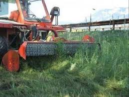 Image result for seppi tehron