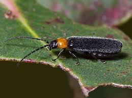 Attēlu rezultāti vaicājumam “Cantharidae”