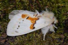 Attēlu rezultāti vaicājumam “Leucodonta bicoloria imago”