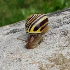 Attēlu rezultāti vaicājumam “Cepaea hortensis”