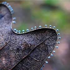 Attēlu rezultāti vaicājumam “Physarum leucophaeum stalked”