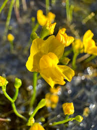 Attēlu rezultāti vaicājumam “Utricularia minor flower”