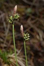 Attēlu rezultāti vaicājumam “Carex montana”