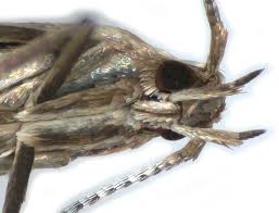 Attēlu rezultāti vaicājumam “Coleophora alticolella”