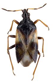 Attēlu rezultāti vaicājumam “Anthocoris nemorum”