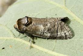 Attēlu rezultāti vaicājumam “Cossus cossus”