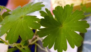 Attēlu rezultāti vaicājumam “Geranium molle leaf”