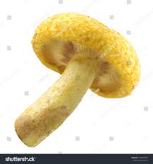 Attēlu rezultāti vaicājumam “Lactarius repraesentaneus”