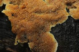 Attēlu rezultāti vaicājumam “Steccherinum ochraceum”