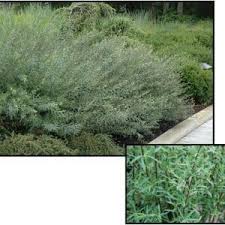 Attēlu rezultāti vaicājumam “Salix purpurea”