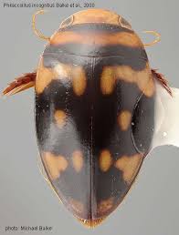 Attēlu rezultāti vaicājumam “Dytiscidae”