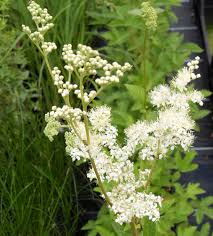 Image result for Filipendula ulmaria