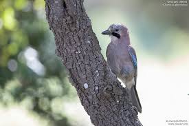 Attēlu rezultāti vaicājumam “Garrulus glandarius adult”