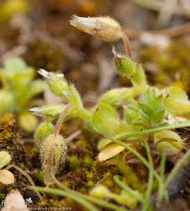 Attēlu rezultāti vaicājumam “Cerastium semidecandrum bud”