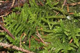 Attēlu rezultāti vaicājumam “Pseudoscleropodium purum”