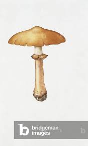 Attēlu rezultāti vaicājumam “Phaeolepiota aurea”