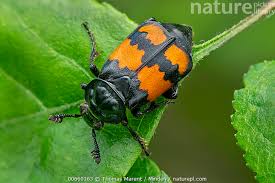 Attēlu rezultāti vaicājumam “Nicrophorus vespilloides”