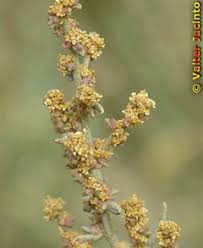 Attēlu rezultāti vaicājumam “Atriplex littoralis fruit”