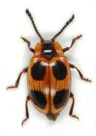 Attēlu rezultāti vaicājumam “Endomychus coccineus”