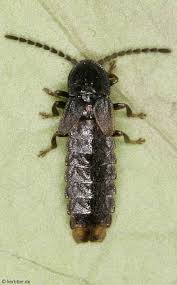 Attēlu rezultāti vaicājumam “Phosphaenus hemipterus male”