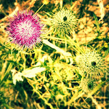 Attēlu rezultāti vaicājumam “Melica nutans flower”