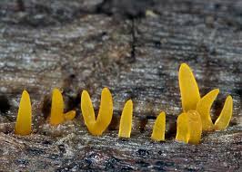 Attēlu rezultāti vaicājumam “Calocera cornea”