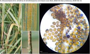 Attēlu rezultāti vaicājumam “Uromyces dactylidis”