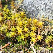 Attēlu rezultāti vaicājumam “Myurella julacea”