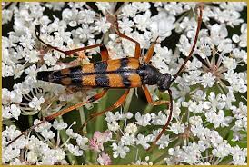 Attēlu rezultāti vaicājumam “Strangalia attenuata”