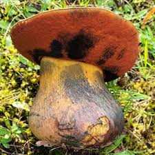 Attēlu rezultāti vaicājumam “Boletus luridus”