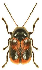 Attēlu rezultāti vaicājumam “Cryptocephalus pusillus”