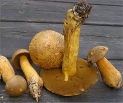 Attēlu rezultāti vaicājumam “Suillus variegatus”