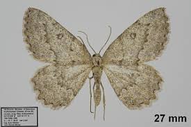 Attēlu rezultāti vaicājumam “Charissa ambiguata”