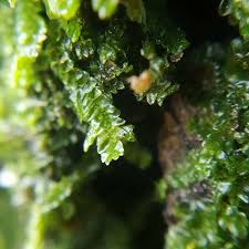 Attēlu rezultāti vaicājumam “Porella platyphylla macro”