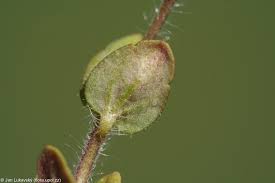 Attēlu rezultāti vaicājumam “Veronica arvensis leaf”