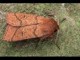 Attēlu rezultāti vaicājumam “Mythimna turca”