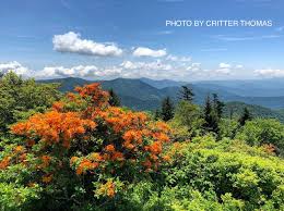 Attēlu rezultāti vaicājumam “Rhododendron calendulaceum flower”