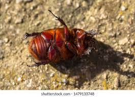 Attēlu rezultāti vaicājumam “Scardia boletella exuvia”